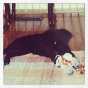 puppy Skip